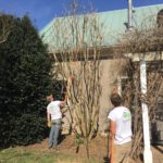 Tree Pruning and Shaping - Earth Effects Landscaping - Marshall, Virginia